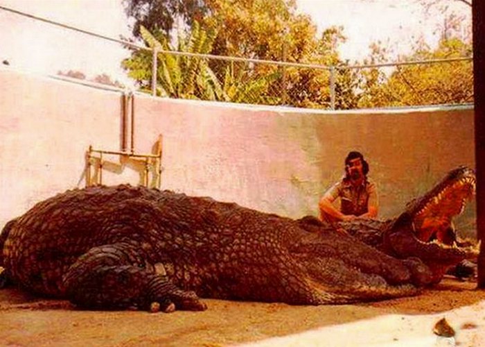 Исчезнувшие достопримечательности: обед и развлечения с аллигаторами в центре мегаполиса () Исчезнувшие достопримечательности: обед и развлечения с аллигаторами в центре мегаполиса