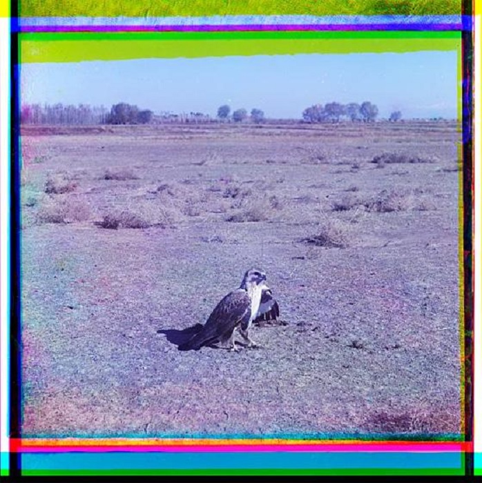 Орёл в поле. Орёл в поле.