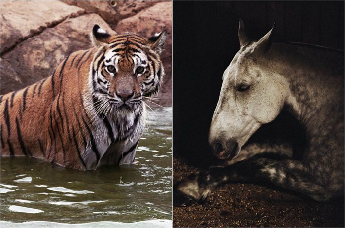 Проникновенные портреты животных. Проникновенные портреты животных.