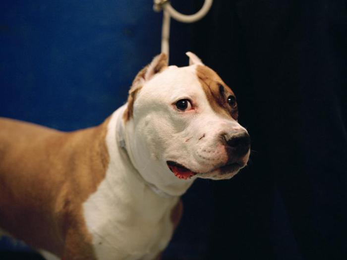 Пёс из серии работ Шарлотты Дюма «Собачье сердце». Пёс из серии работ Шарлотты Дюма «Собачье сердце».