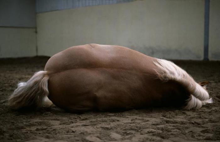 Лошадь из департамента конной полиции в Роттердаме. Лошадь из департамента конной полиции в Роттердаме.