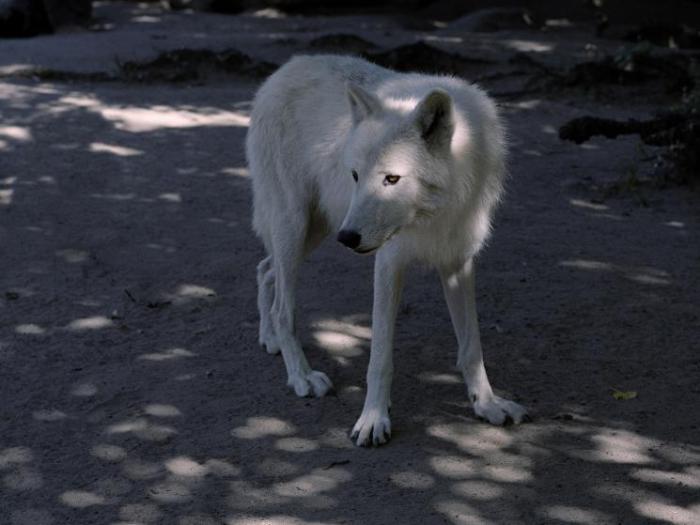 Пёс, уставший от бездомной жизни. Пёс, уставший от бездомной жизни.