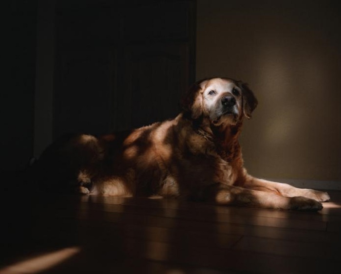 Пёс, участвовавший в ликвидации последствий террористических актов 11 сентября 2001 года. Пёс, участвовавший в ликвидации последствий террористических актов 11 сентября 2001 года.