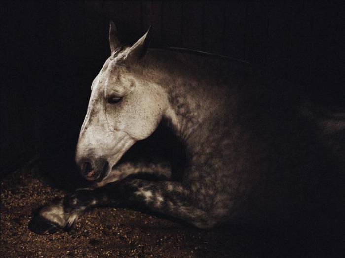 Животное, как и человек способно горевать. Животное, как и человек способно горевать.