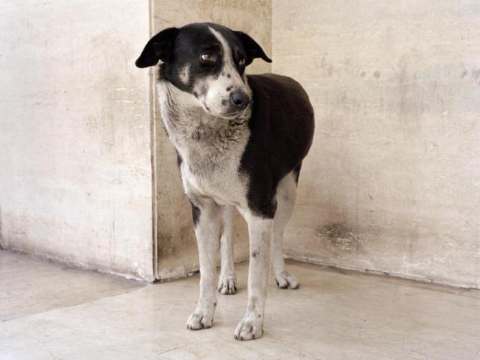 Бездомный пёс из приюта Нью-Йорк Сити. Бездомный пёс из приюта Нью-Йорк Сити.