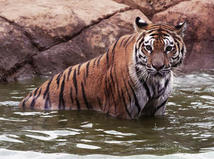 Максимум купается в воде в зоопарке. Максимум купается в воде в зоопарке.