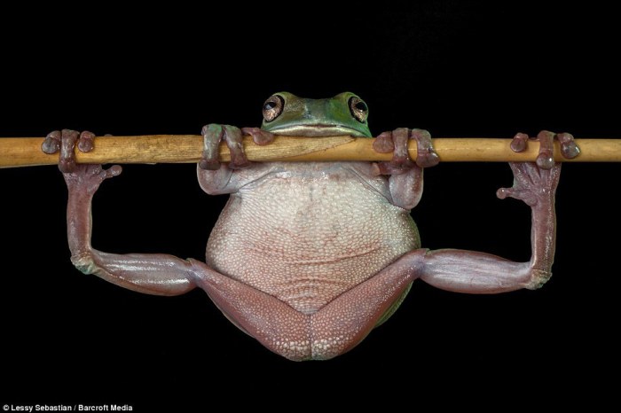 Древесная лягушка карабкается по тонкой ветке в Индонезии. Древесная лягушка карабкается по тонкой ветке в Индонезии.