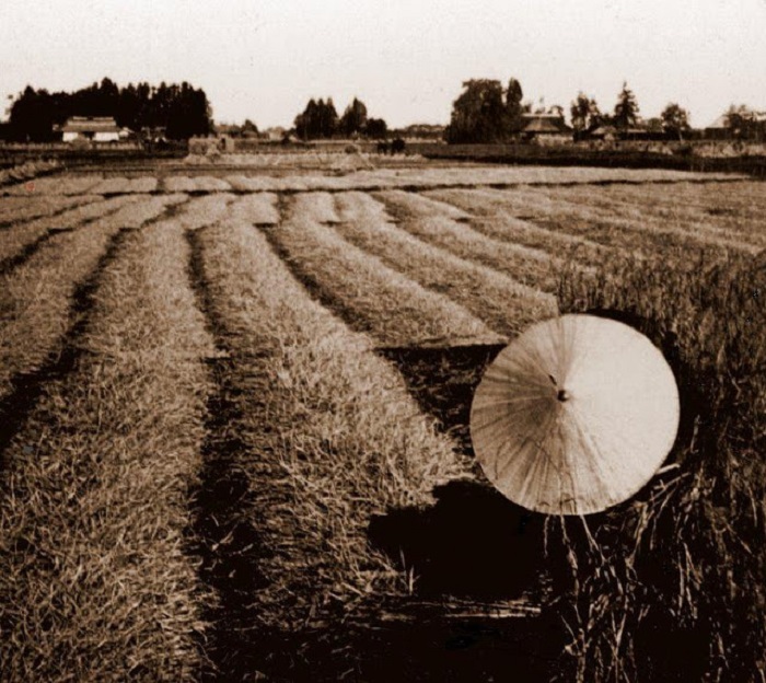 Фермер убирает хлеб в тени своей шляпы, 1898 год. Фермер убирает хлеб в тени своей шляпы, 1898 год.