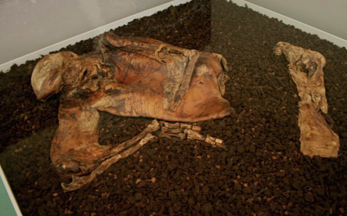 Смертельные игры друидов. Смертельные игры друидов.