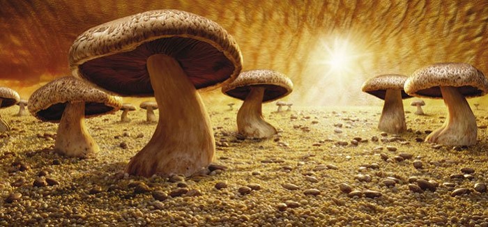 Почти инопланетный пейзаж. Почти инопланетный пейзаж.