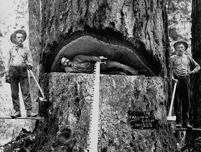 Дровосеки позируют на фоне ели Дугласа. Вашингтон, 1899 год. Дровосеки позируют на фоне ели Дугласа. Вашингтон, 1899 год.