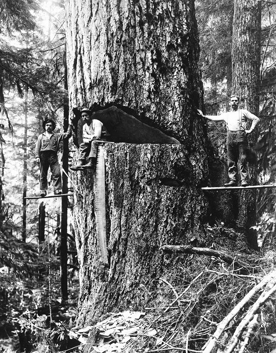 Лесорубы позируют на ели Дугласа, 1918 год. Лесорубы позируют на ели Дугласа, 1918 год.