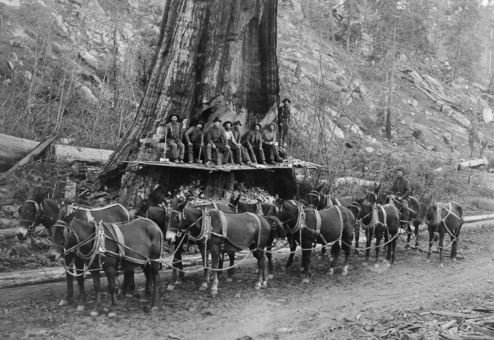Лесорубы и 10 мулов перед тем, как валить дерево, 1917 год. Лесорубы и 10 мулов перед тем, как валить дерево, 1917 год.