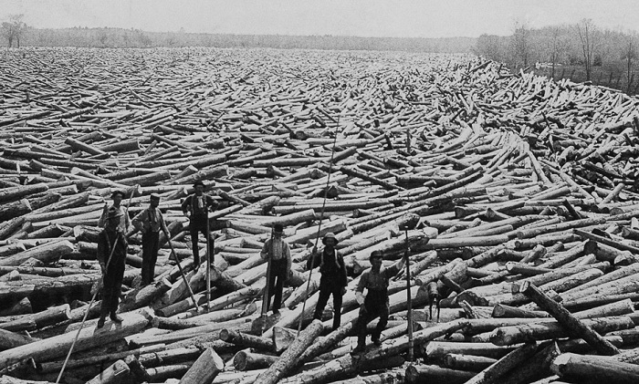 Мужчины позируют на спиленных деревьях, 1907 год. Мужчины позируют на спиленных деревьях, 1907 год.