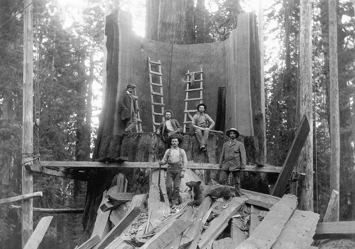 Ретро-снимок лесорубов в США, 1892 год. Ретро-снимок лесорубов в США, 1892 год.