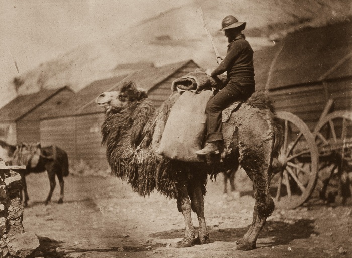 Британский моряк на верблюде в Бакаклаве. Британский моряк на верблюде в Бакаклаве.