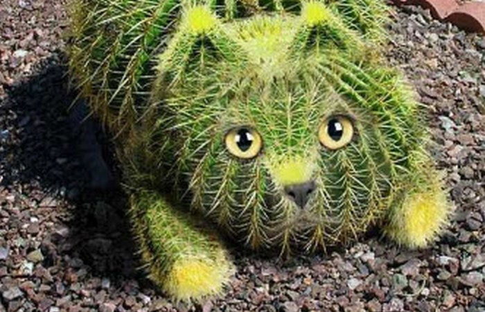 Озёрные существа кактусовые коты. Озёрные существа кактусовые коты.