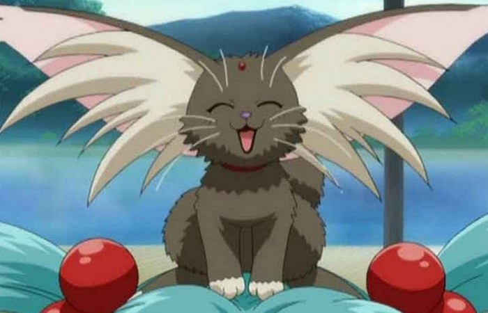 Котокролики. Котокролики.