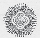 Ордена Итальянского государства