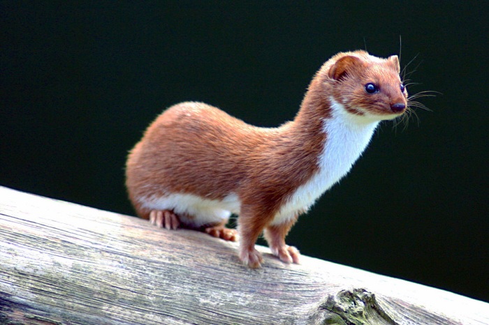 Амулет из яичек ласки якобы мог предотвратить зачатие. Амулет из яичек ласки якобы мог предотвратить зачатие.