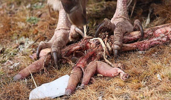 «Небесное погребение»-трупы людей отдают на растерзание стервятникам. «Небесное погребение»-трупы людей отдают на растерзание стервятникам.