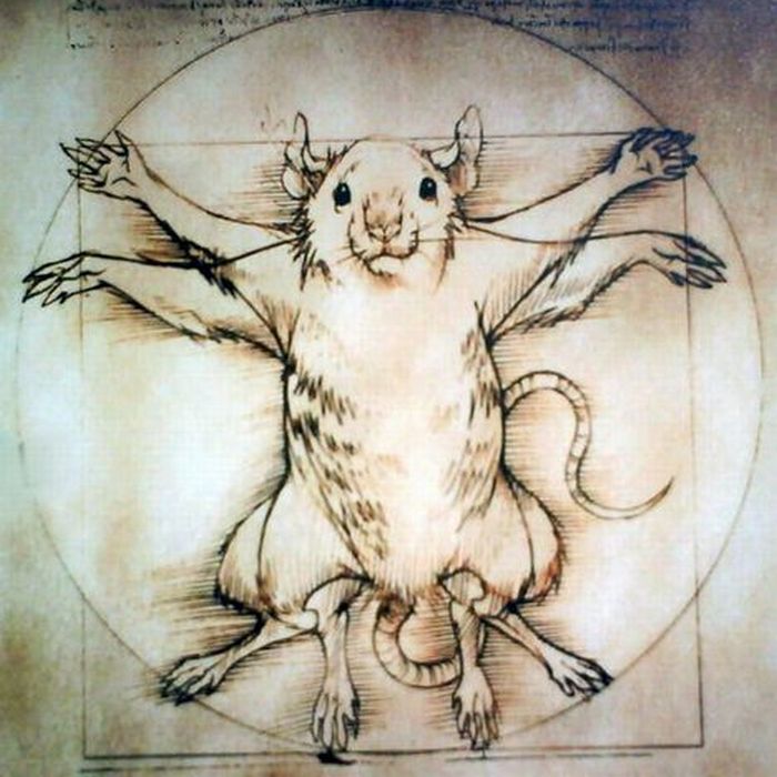 Витрувианский человек. Витрувианский человек.