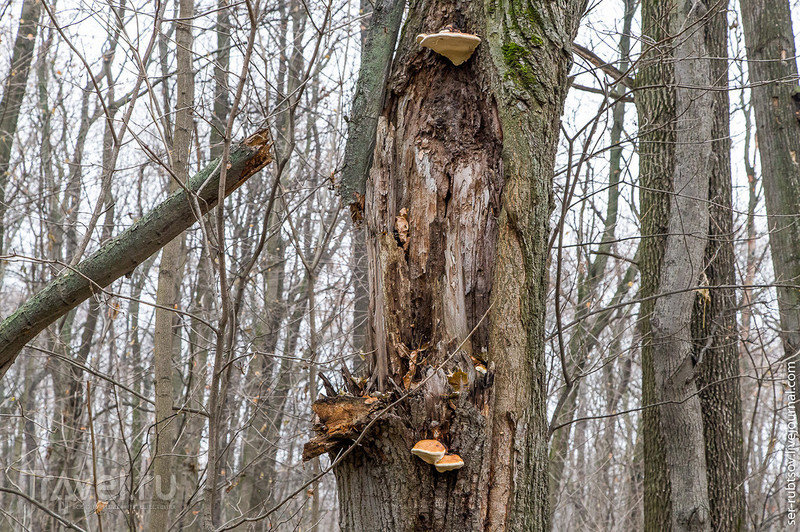 Усадьба Быково - островок Европы в Подмосковье / Россия