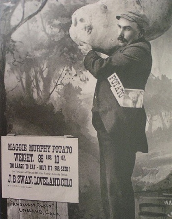 Картофелина Мэгги Мерфи весом в 39,3 кг. Картофелина Мэгги Мерфи весом в 39,3 кг.