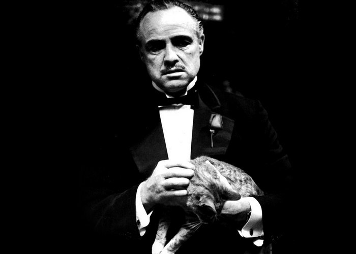 Кошка крестного отца была бродячей. Кошка крестного отца была бродячей.