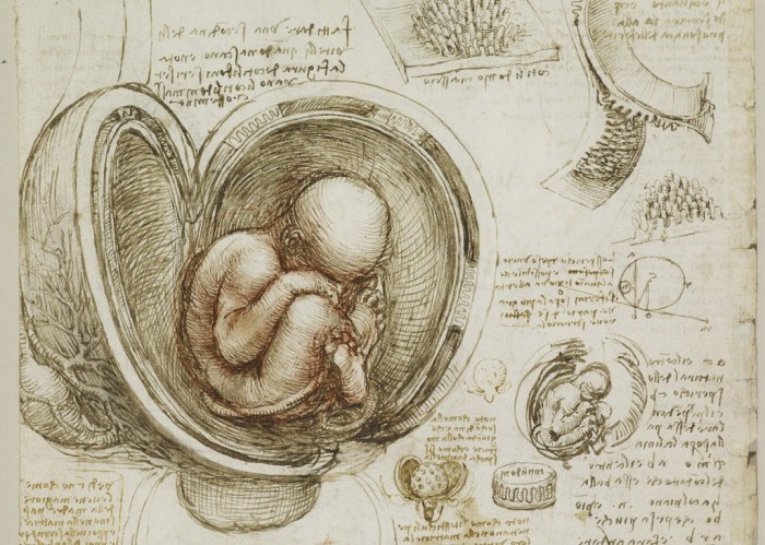 Анатомические рисунки Леонардо да Винчи.