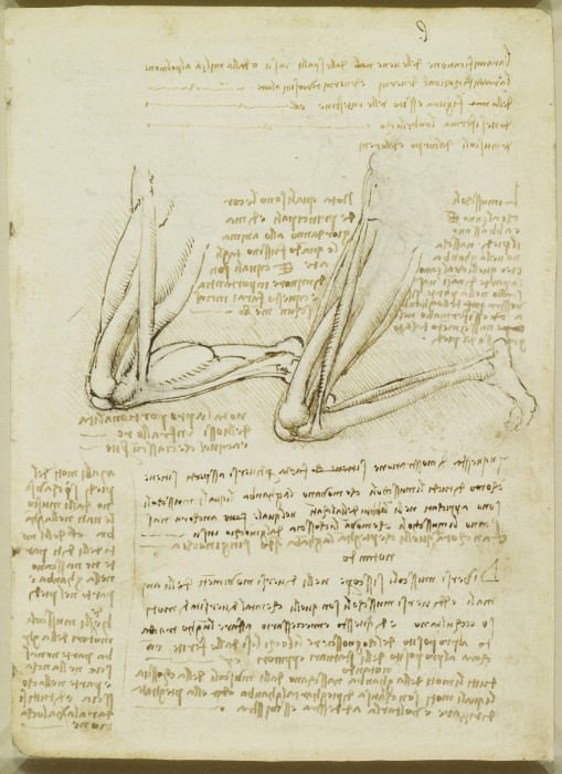Леонардо да Винчи питал особое пристрастие к анатомии.