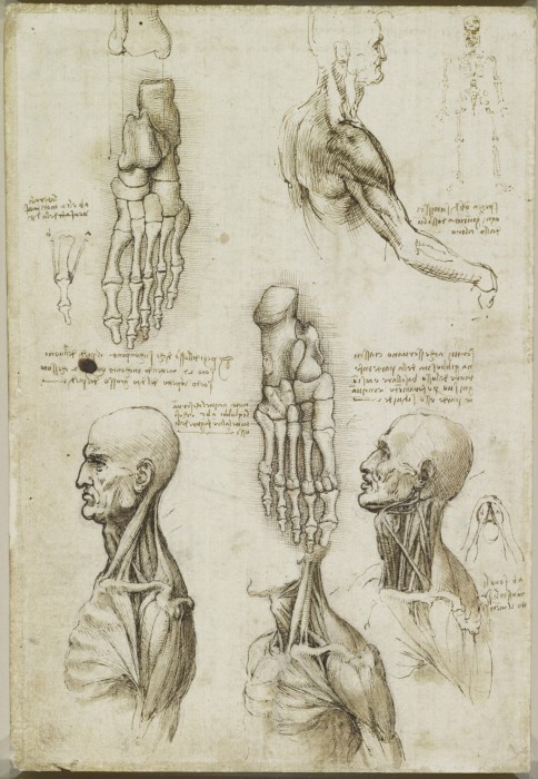 Анатомические наброски безумного гения Леонардо да Винчи.