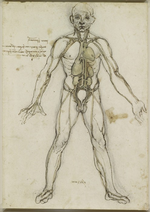 Об этом мало кто знает... Анатомические рисунки Леонардо да Винчи.
