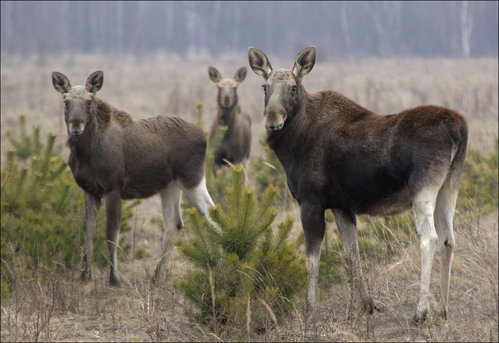 Лоси, внутри зоны отчуждения Чернобыльской АЭС, вблизи села Бабчин, около 370 км к юго-востоку от Минска, Беларусь, 22 марта 2011 года.