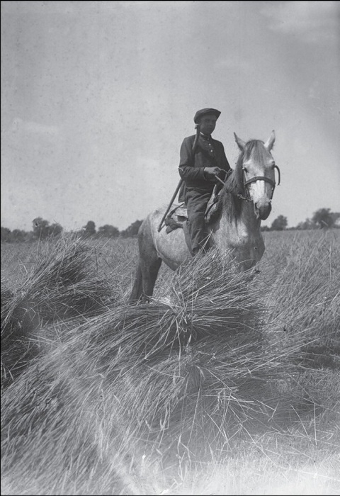 Колхозный сторож. Полтавская область, 1932 год. 
