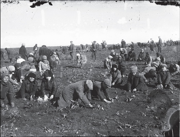 Посев картошки в колхозе. Донецкая область, 1933 год. 