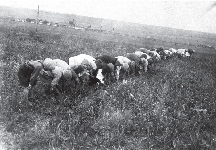Сбор пшеницы. Донецкая область, 1934 год. 