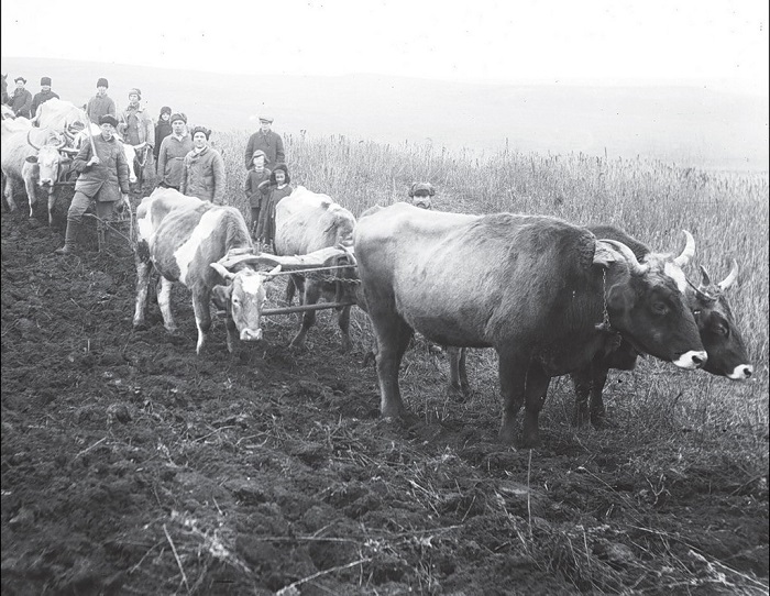  Колхозные работы в поле. Донецкая область, 1930 год. 