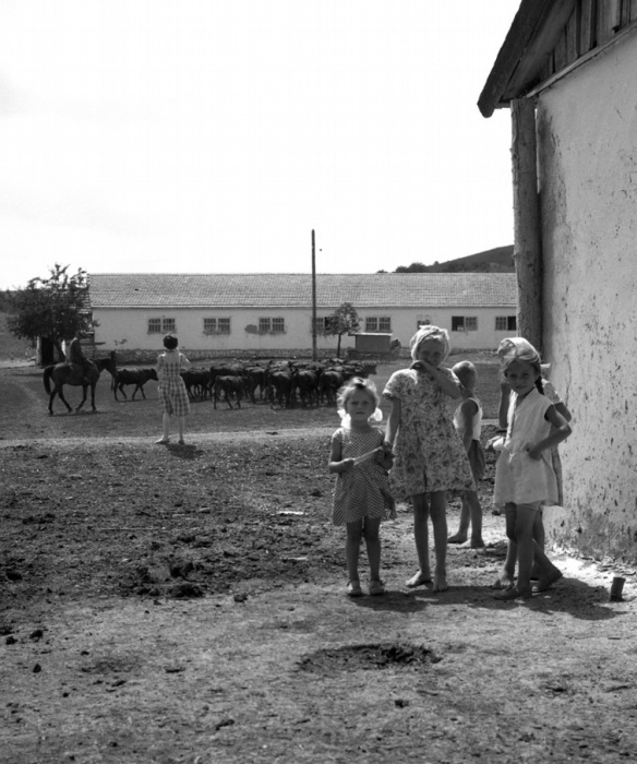 Дети иногда помогали родителям в колхозе, 1963 год.
