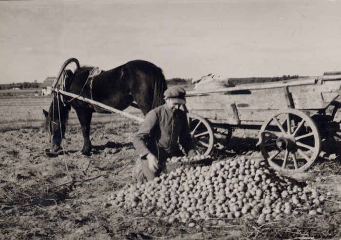 Мужчина собирается перевозить картофель с поля домой, 1936 год.
