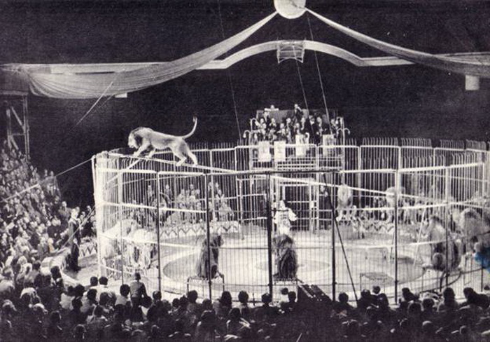 Лев исполняет сложнейший трюк - хождене по канату | Фото: ruscircus.ru