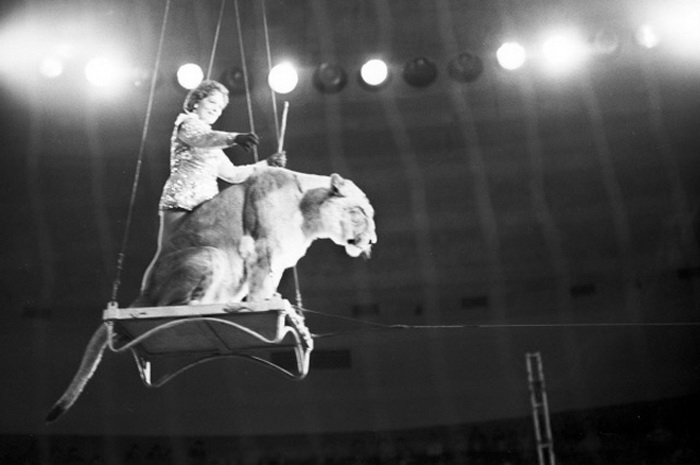 Фото делано во время выступления в Большом московском цирке на проспекте Вернадского | Фото: ria.ru
