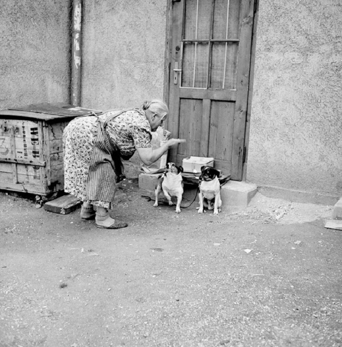 Хозяйка ругает животных. Германия, 1956 год.