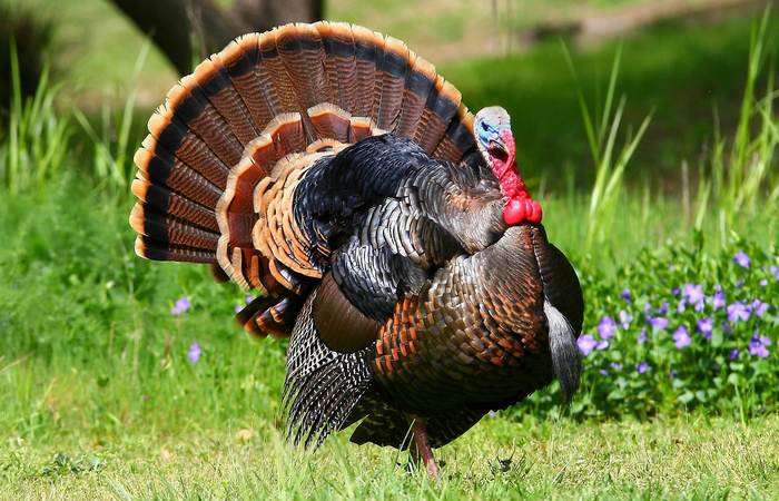 Индюки майя. | Фото:allwantsimg.com Индюки майя. | Фото:allwantsimg.com