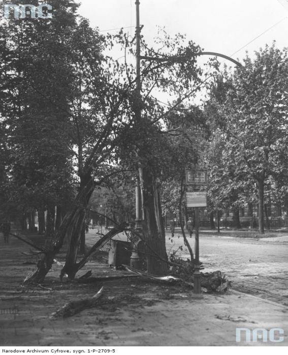 Скошенные пулеметными очередями деревья. Скошенные пулеметными очередями деревья.