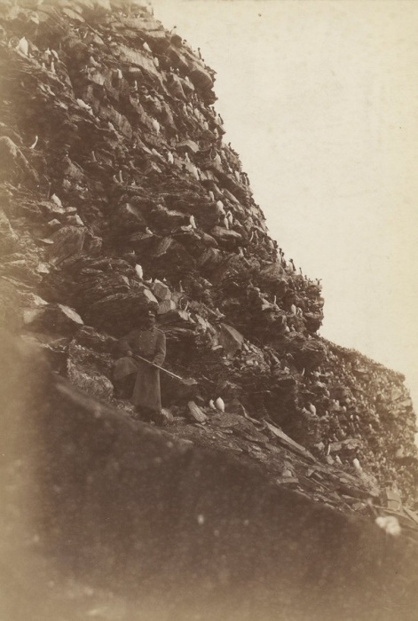 Место куда слетаются птицы на Новой Земле. Россия, начало 20 века. Место куда слетаются птицы на Новой Земле. Россия, начало 20 века.