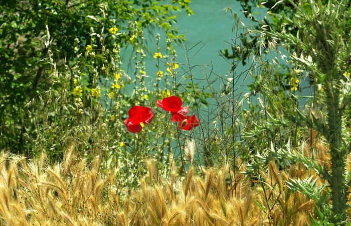 Растения Греции. / Фото:grekomania.ru Растения Греции. / Фото:grekomania.ru