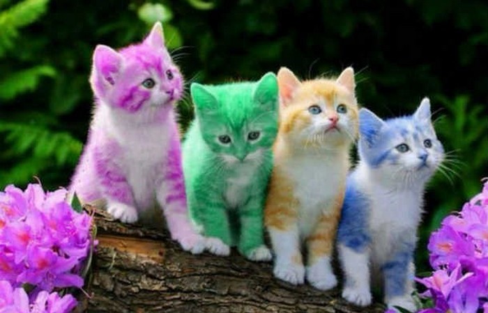 Джон Леннон очень любил кошек. Джон Леннон очень любил кошек.