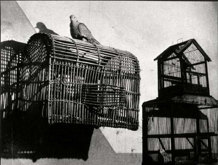 Пикассо часто держал у себя голубей, и они не раз становились персонажами его работ. Пикассо часто держал у себя голубей, и они не раз становились персонажами его работ.