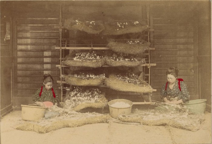 Процесс получения шелковичных коконов.